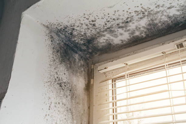 Affordable Mold Cleanup solutions in Concord, PA